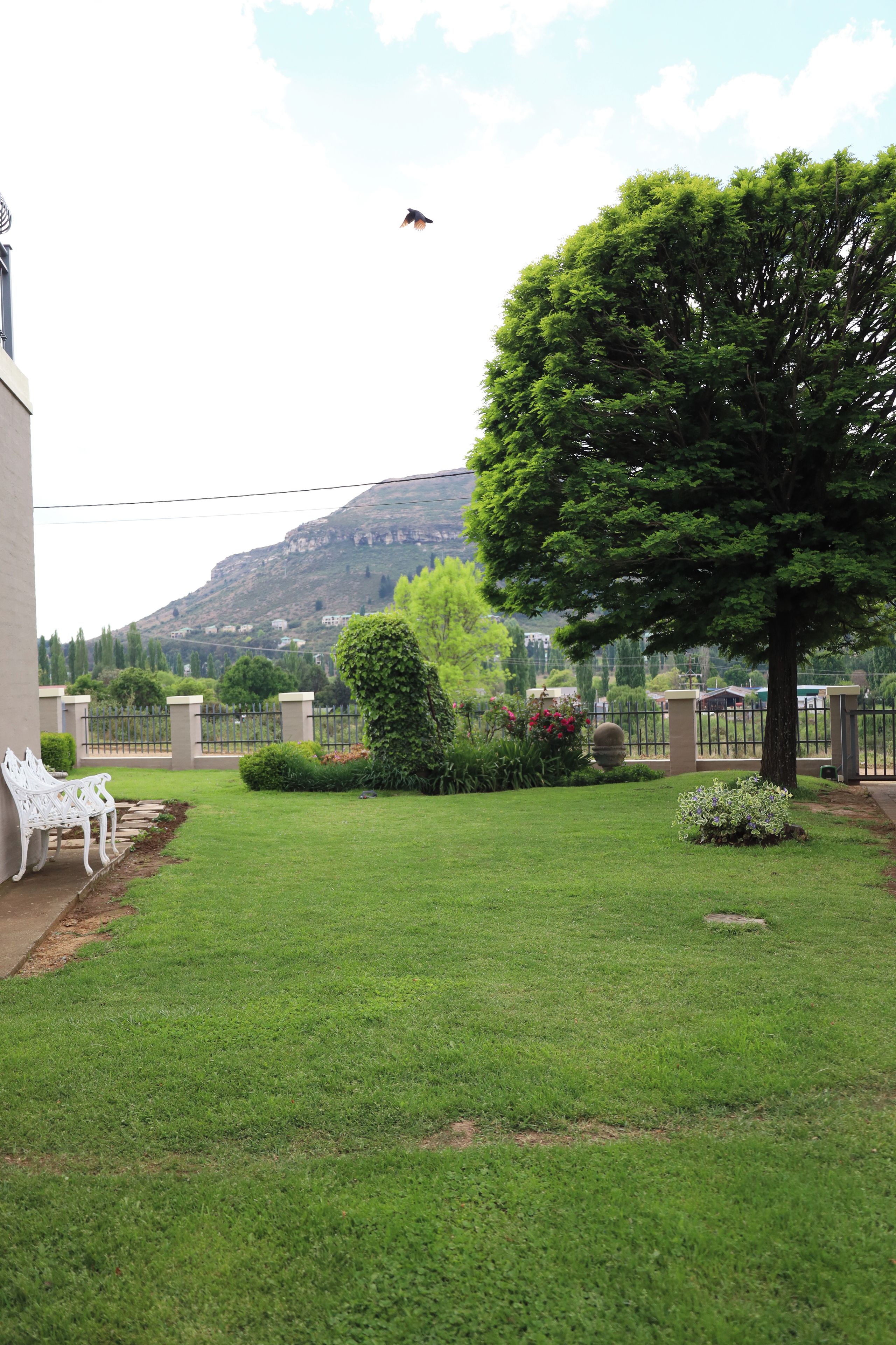 A well-maintained lawn with a white bench, a large tree, and a mountain in the background.