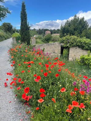 Property grounds - Charming riverside house in medieval village (Villeneuve-Minervois)