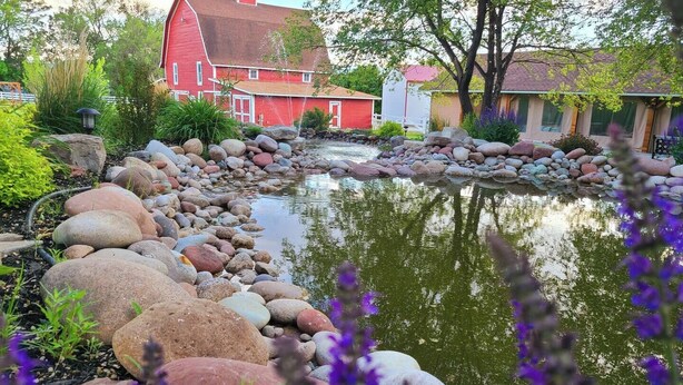 Un étang entouré de rochers et agrémenté de fleurs violettes, une grange rouge et une maison avec un toit rouge.