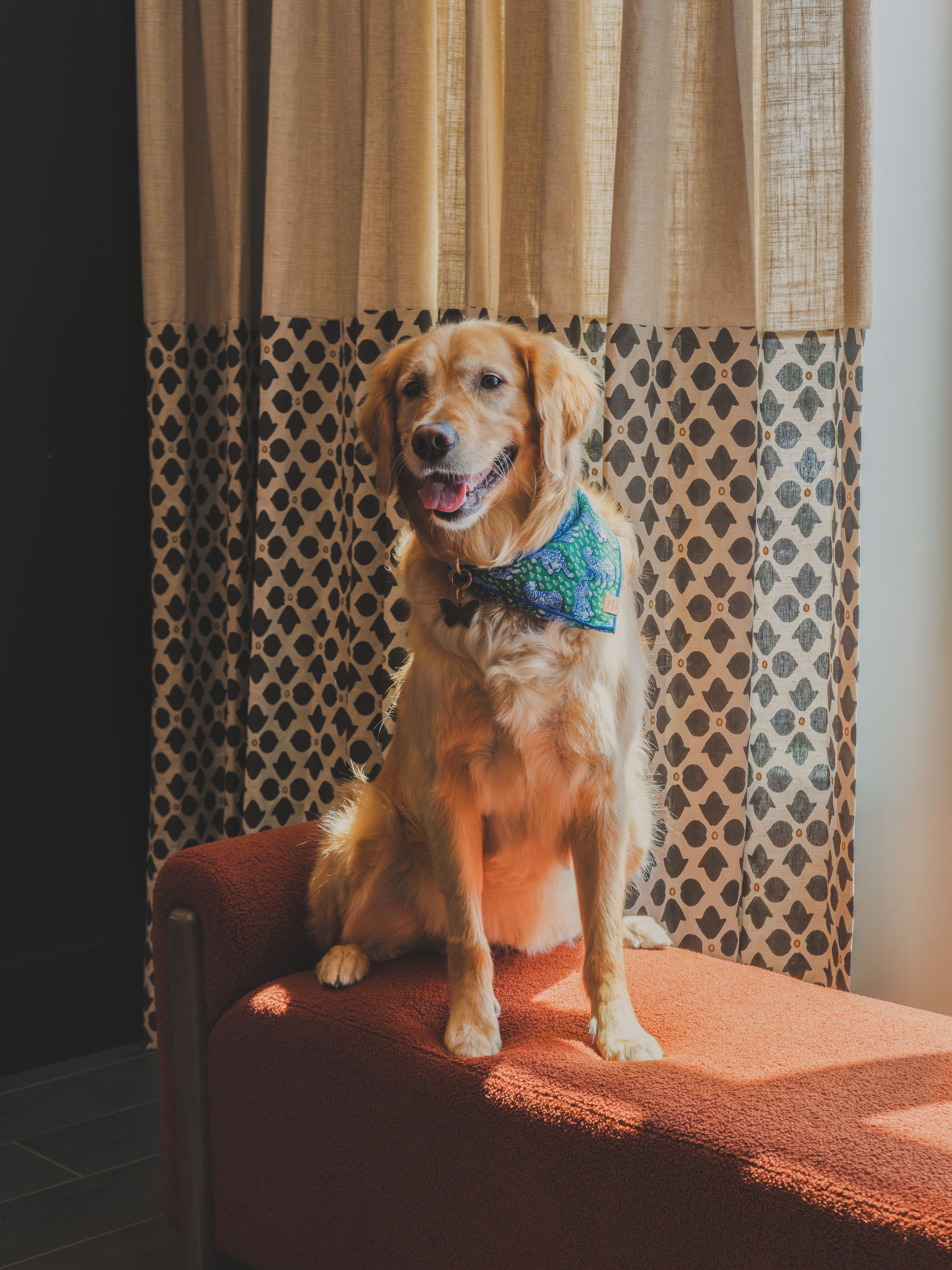 A dog sitting on a chair with a patterned curtain in the background.