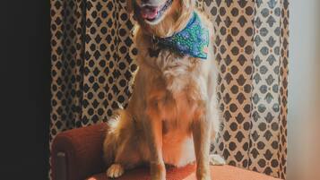 A dog sitting on a chair with a patterned curtain in the background.
