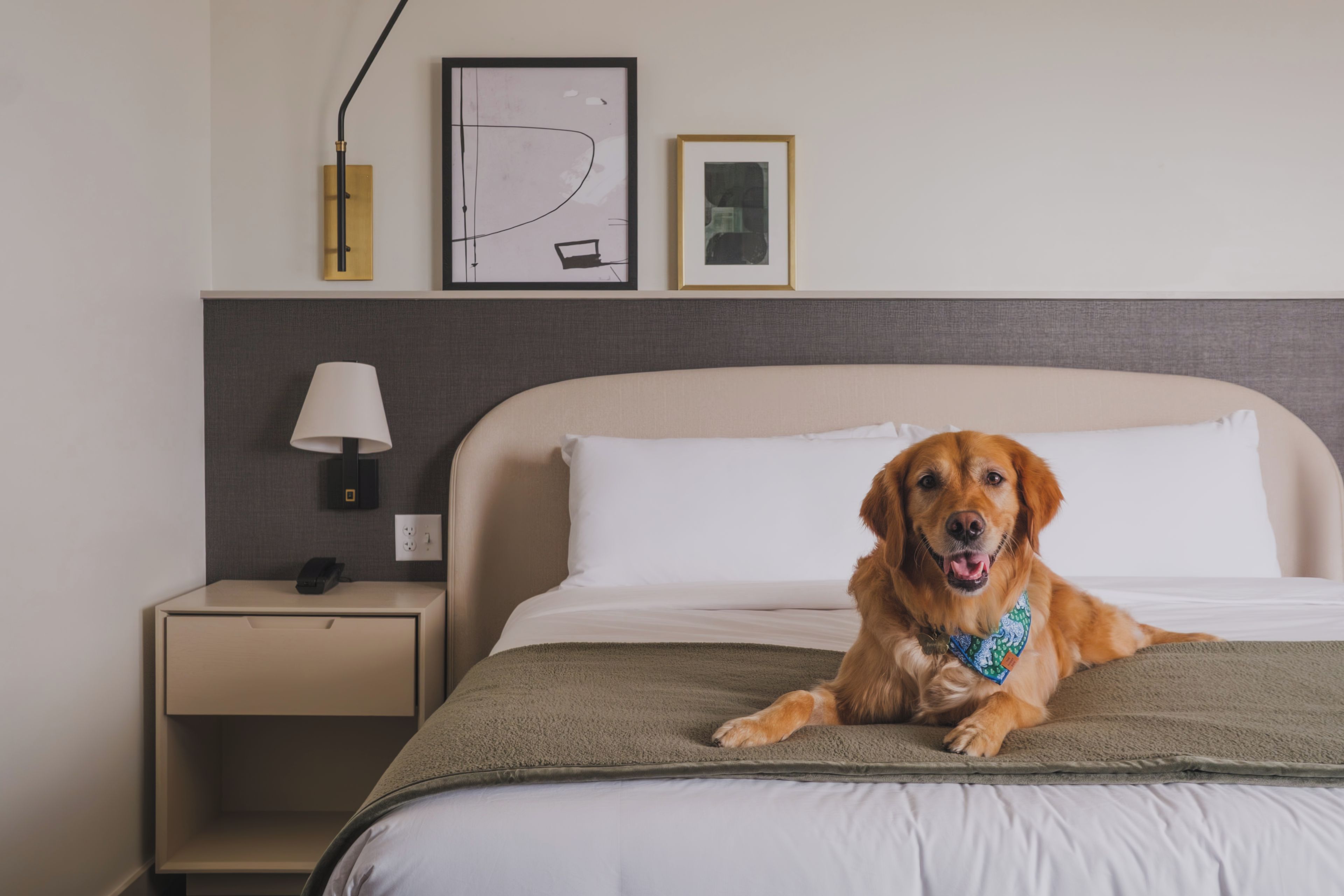 Un chien allongé sur un lit dans une chambre d’hôtel, avec une table de chevet, une lampe et des tableaux encadrés au mur.