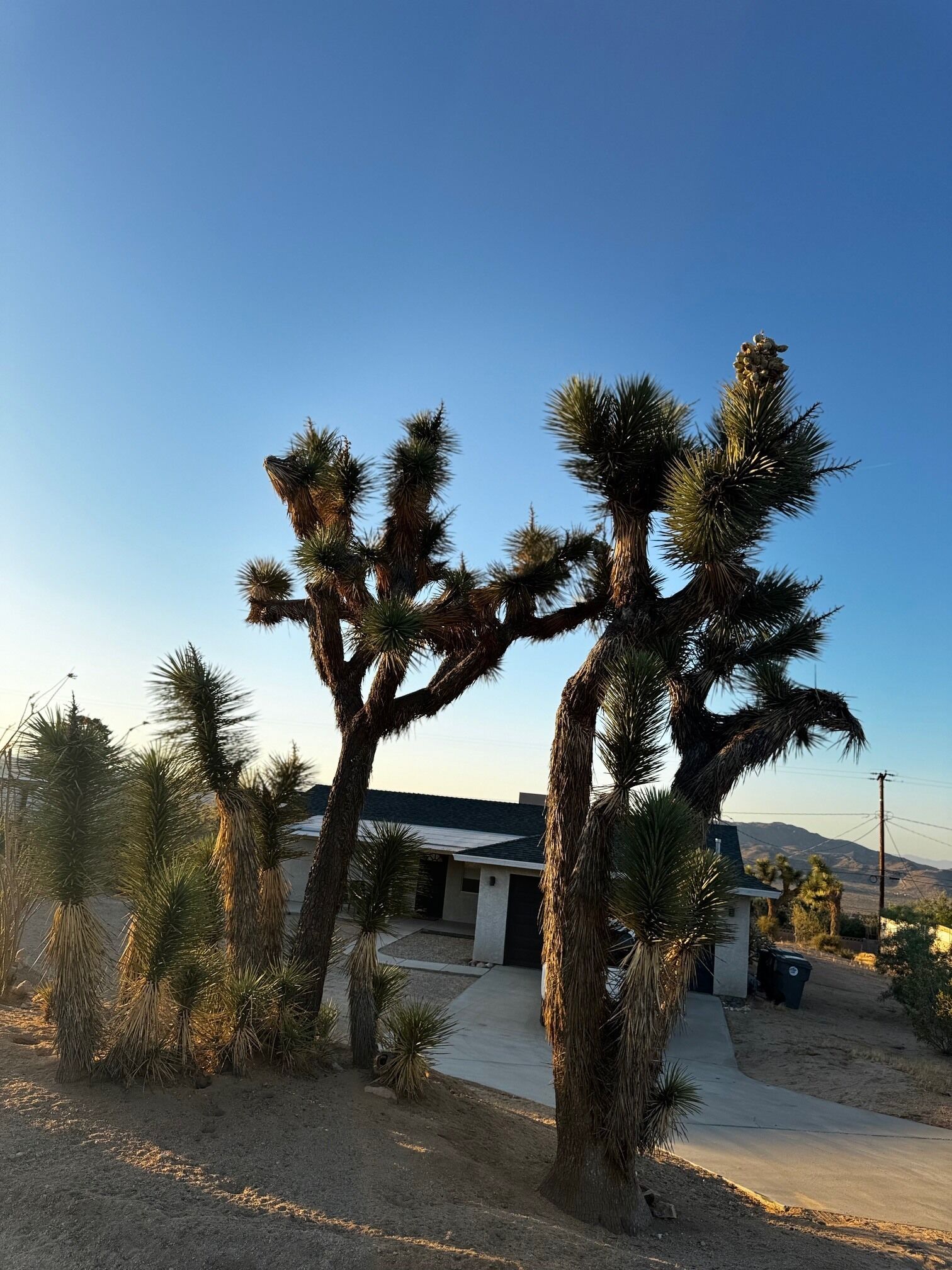 A desert landscape with Joshua trees and a modern house with a garage.