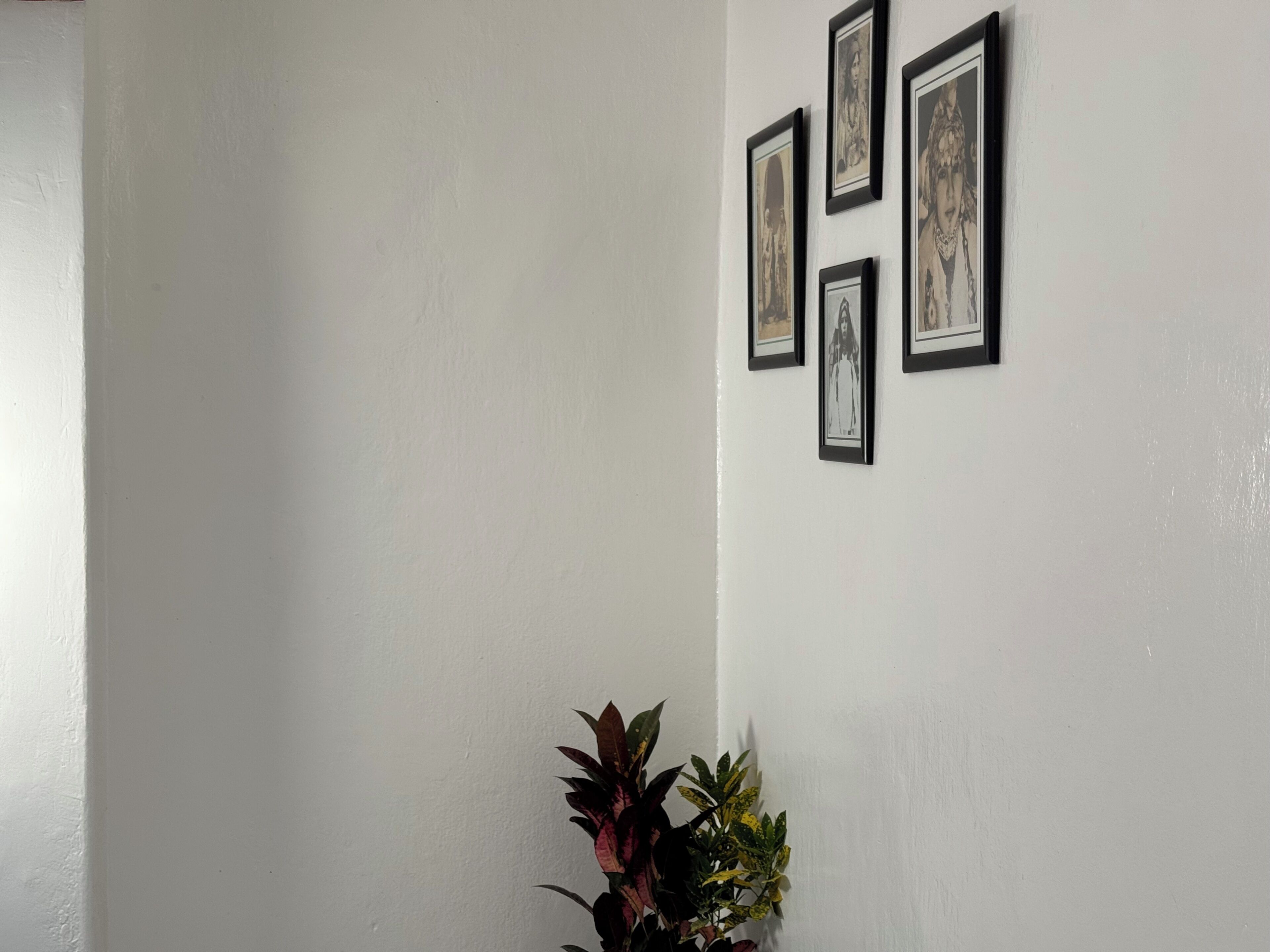 Pared blanca con cuatro cuadros enmarcados y una planta en maceta.