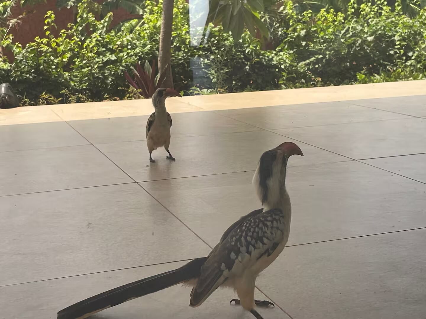 Dos aves sobre un suelo de baldosas con follaje al fondo.