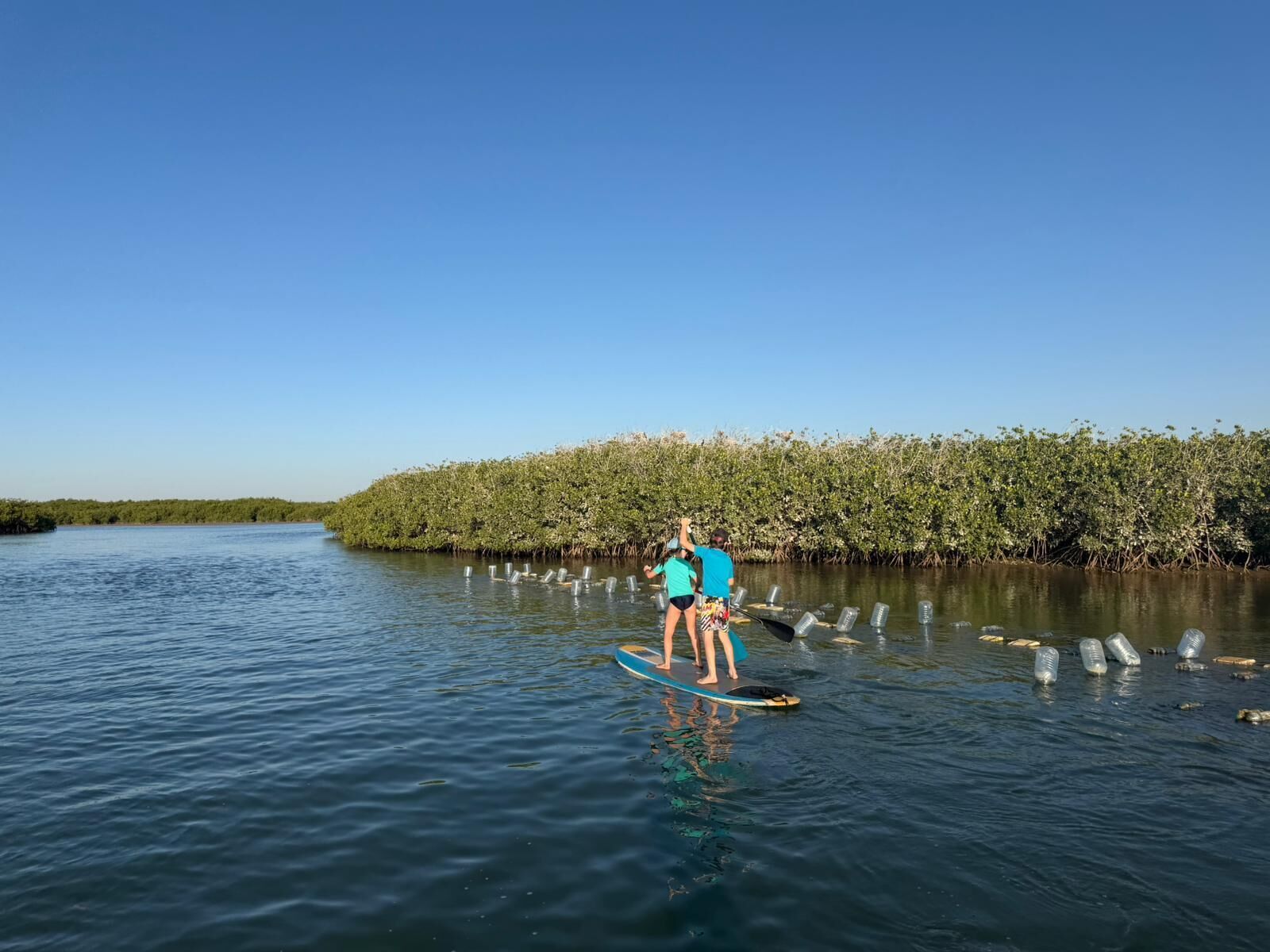 Zwei Personen auf einem Stand-Up-Paddleboard auf ruhigem Gewässer, mit dichtem Mangrovenwald am Ufer.