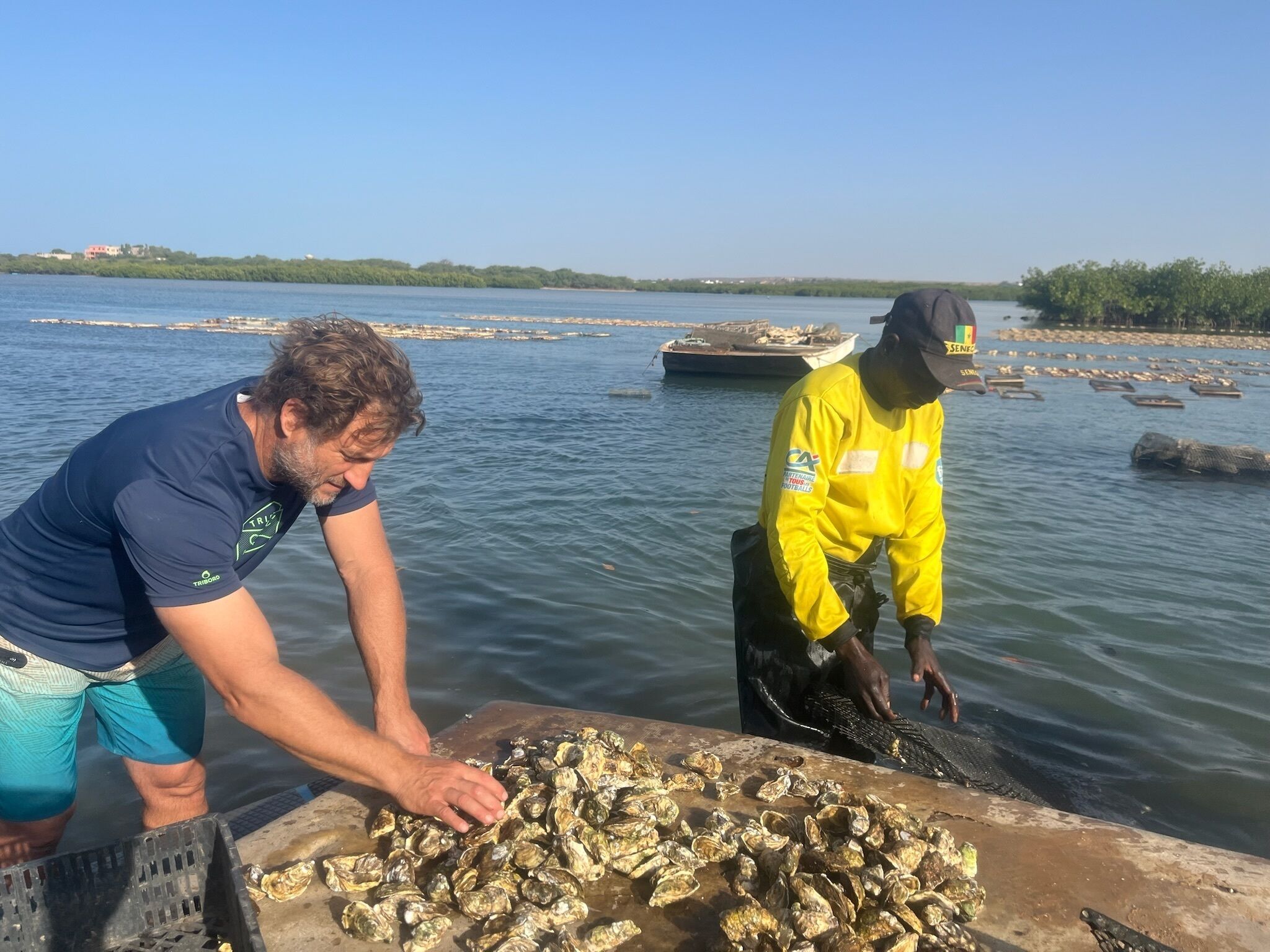 Two individuals collecting oysters by a body of water.