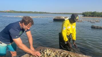 Two individuals collecting oysters by a body of water.
