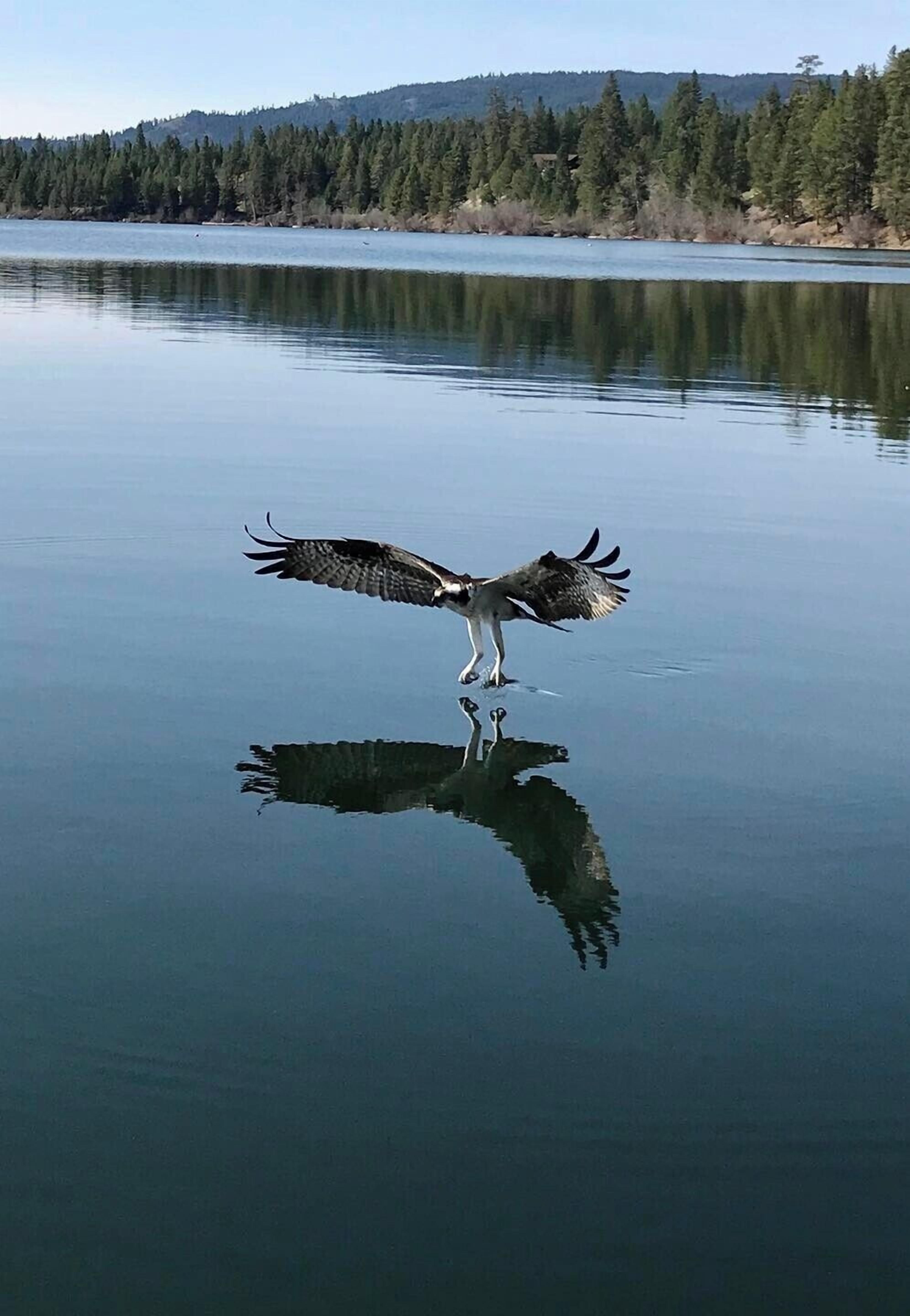 A bird in flight over a calm body of water with a forested shoreline in the background.