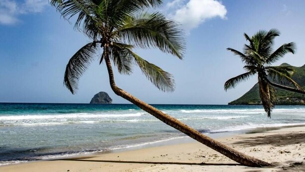 Una playa con palmeras y una vista despejada del océano.