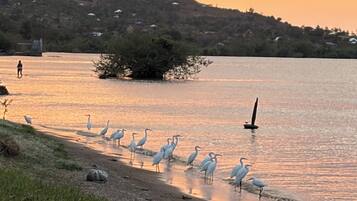 Un lago tranquilo con aves cerca de la orilla, rodeado de colinas y vegetación escasa.