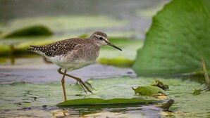 Ein Vogel auf Seerosenblättern im Wasser.