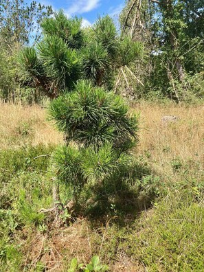 Ein kleiner Kiefernbäumen in einer natürlichen Umgebung, mit trockenem Gras und anderer Vegetation.
