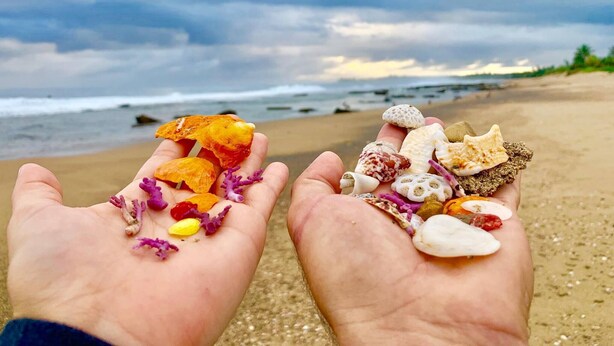 Two hands holding a variety of seashells and coral fragments on a beach with a cloudy sky. - Oceanfront Rustic Family Home Fully Equipped for 8 (Camuy)
