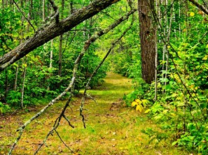 Metsäpolku, jonka edustalla on kaatunut puu.