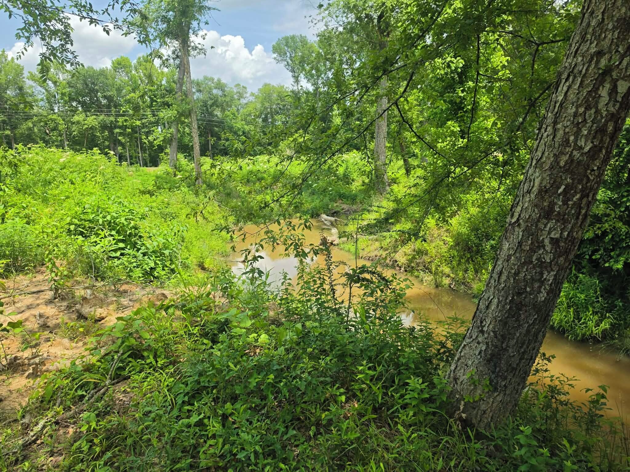 A natural landscape with a stream, dense greenery, and trees.