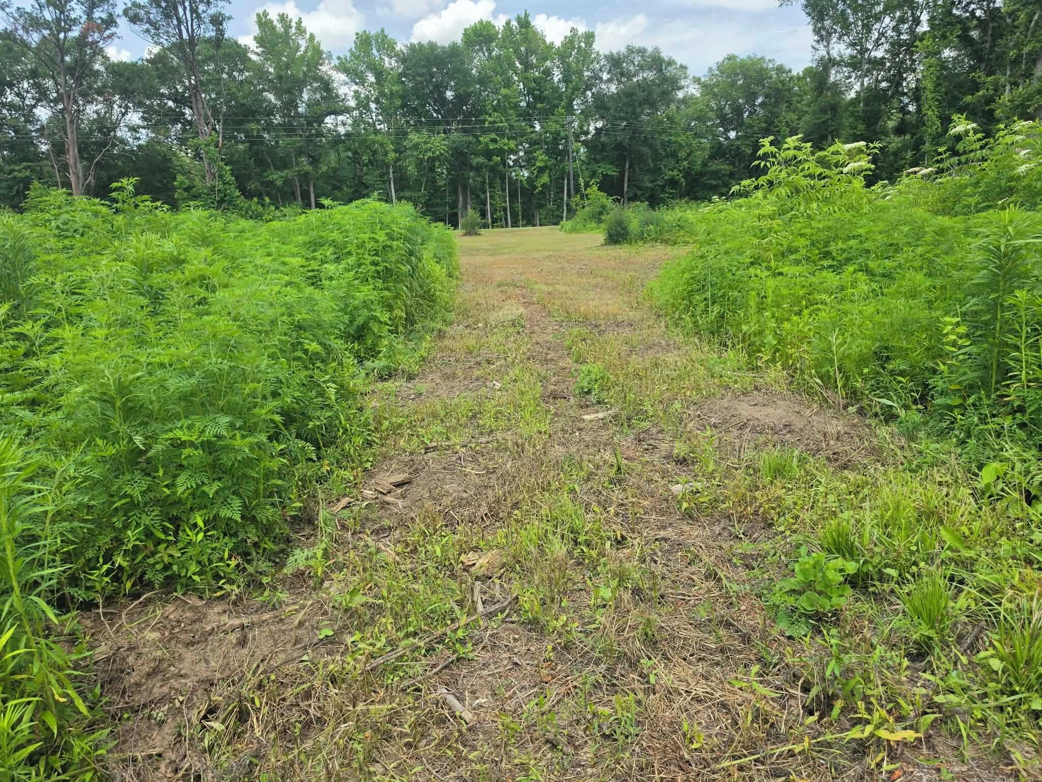 A dirt path flanked by dense green vegetation, leading to a forested area.