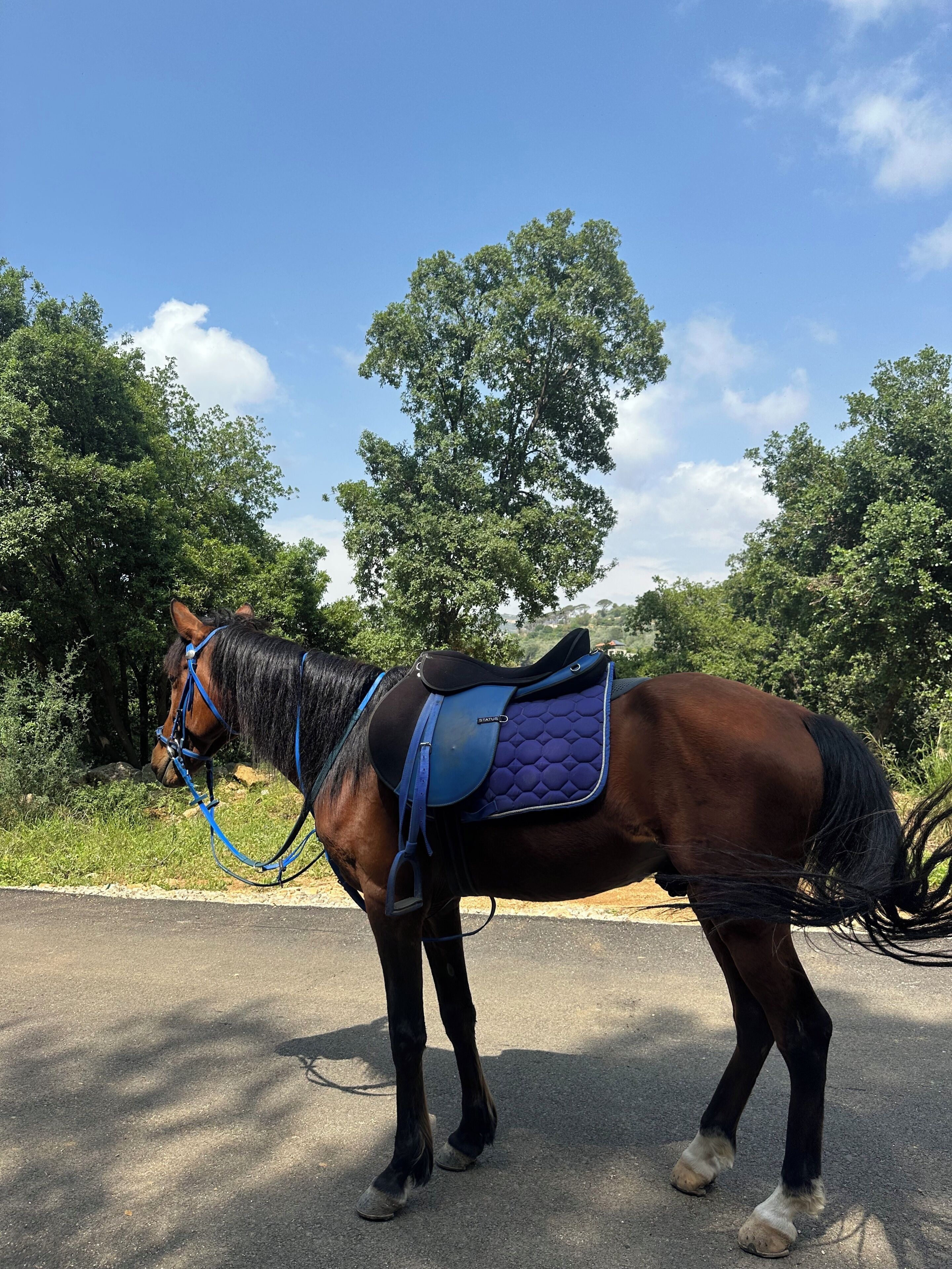 A horse with a saddle and bridle standing on a paved path.