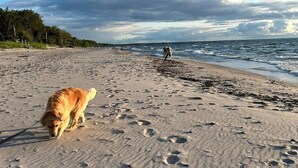Una playa con huellas, un perro y una persona a lo lejos.
