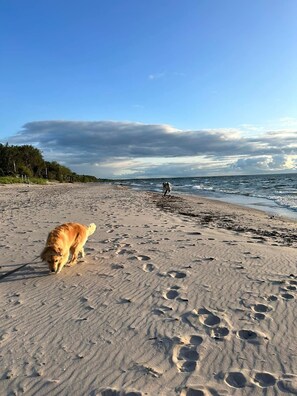 Een strand met voetafdrukken, een hond en een persoon in de verte.
