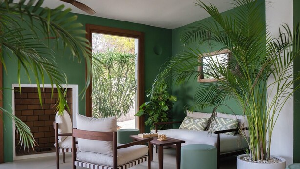 A green-themed living room with a sofa, armchair, coffee table, and a large potted plant. - Las Dunas Apt (Formentera)