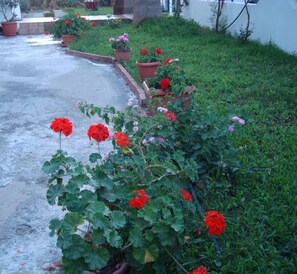 Un jardín con flores rojas y césped verde.