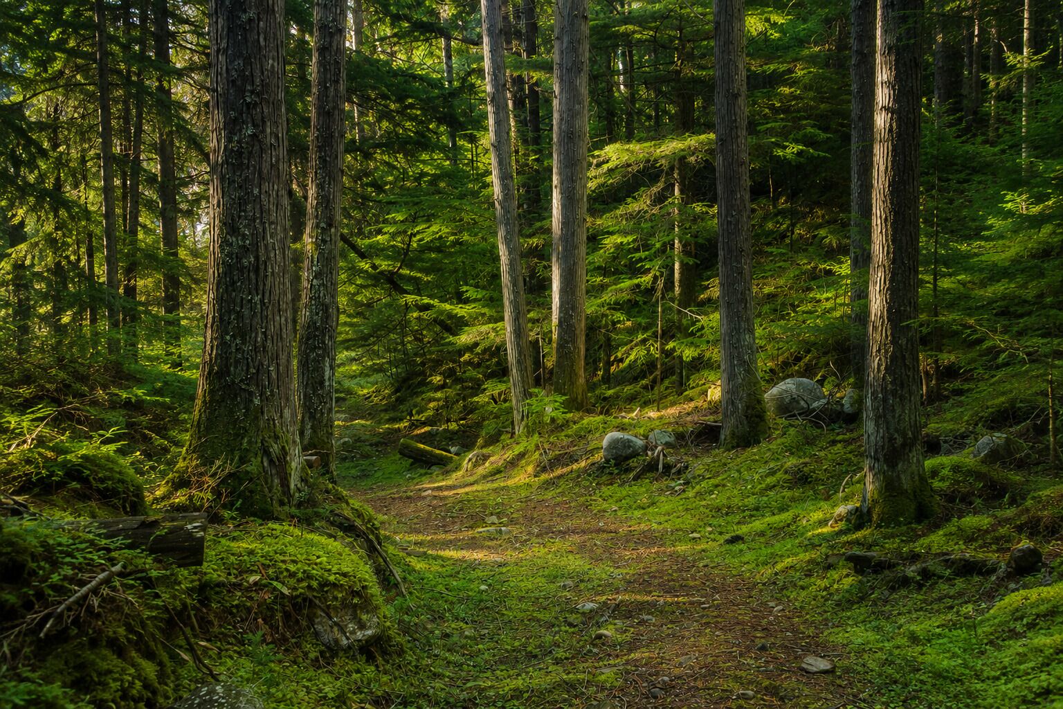 A forest path surrounded by tall trees and lush greenery.