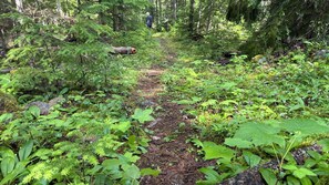 A forest trail with dense greenery and rocks. - Seclusion in nature - private estate, guest-only occupied  (Procter)
