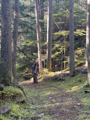 A forested area with tall trees and a person standing on a path. - Seclusion in nature - private estate, guest-only occupied  (Procter)