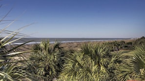 Ein Strand mit Palmen und Blick auf den Ozean.
