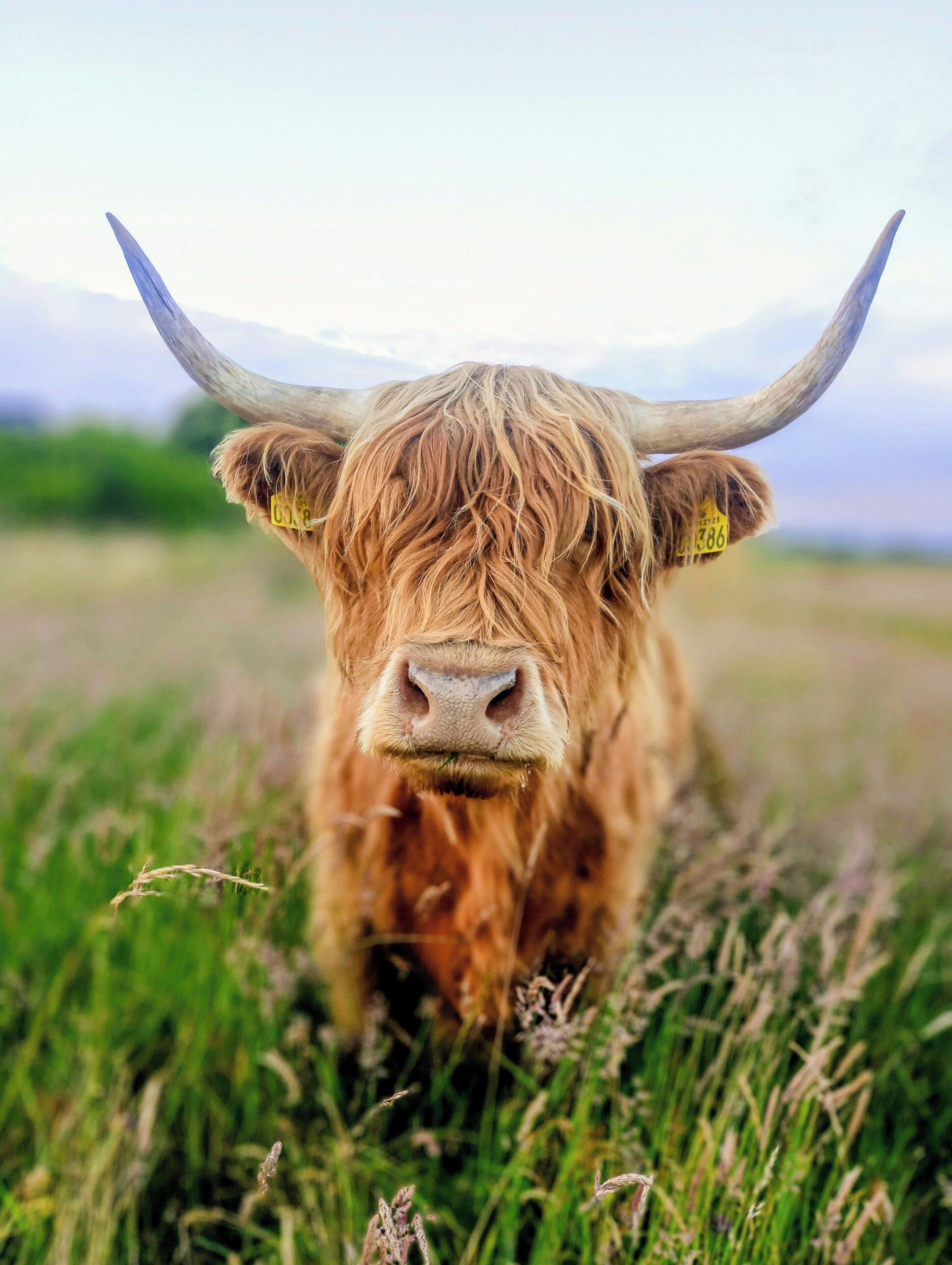 A close-up of a Highland cow with horns, standing in a grassy field.