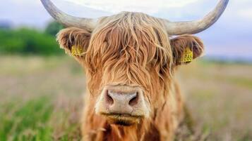 A close-up of a Highland cow with horns, standing in a grassy field.