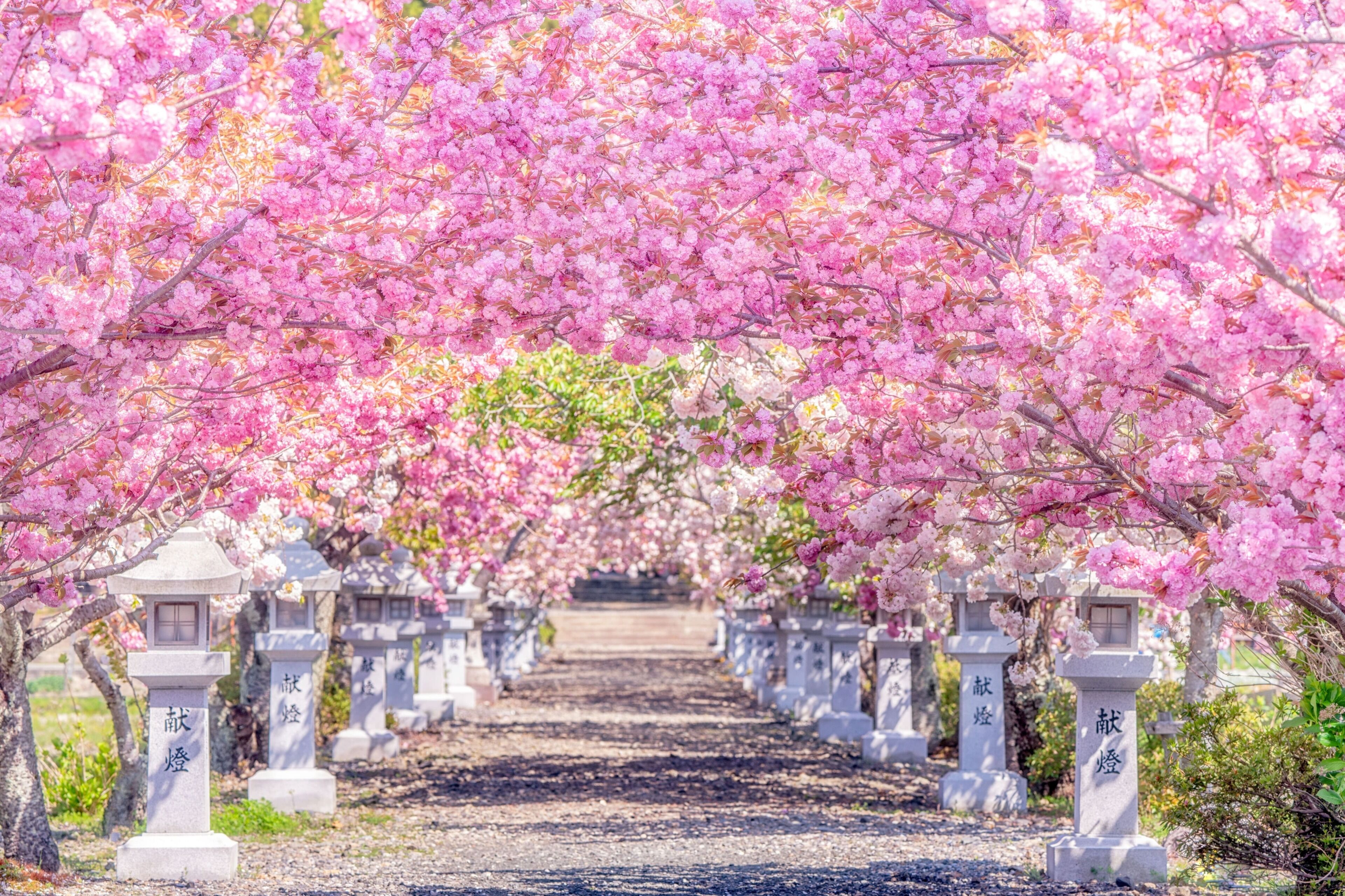 A pathway lined with stone lanterns and cherry blossoms.