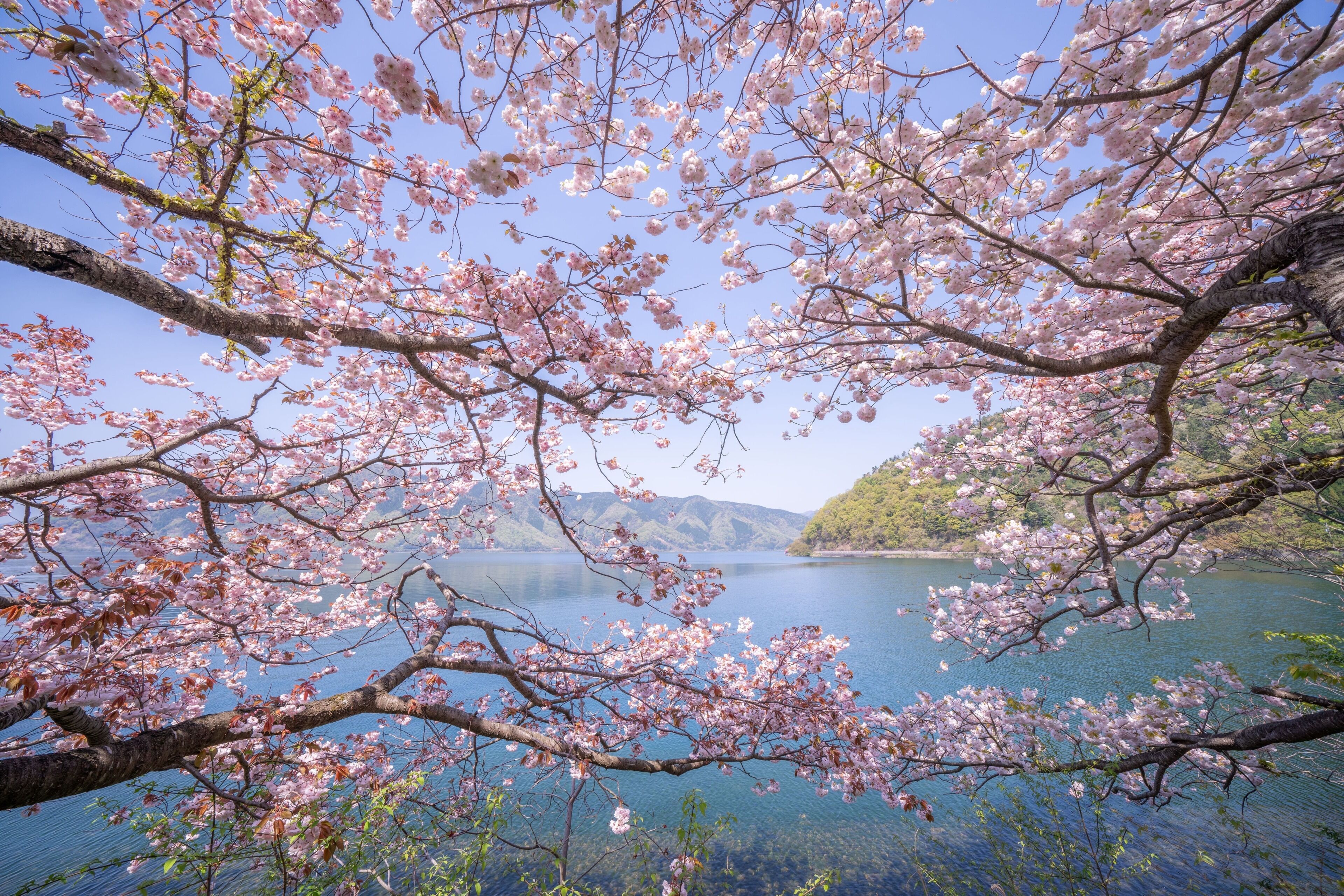 Un lago sereno con cerezos en plena floración.