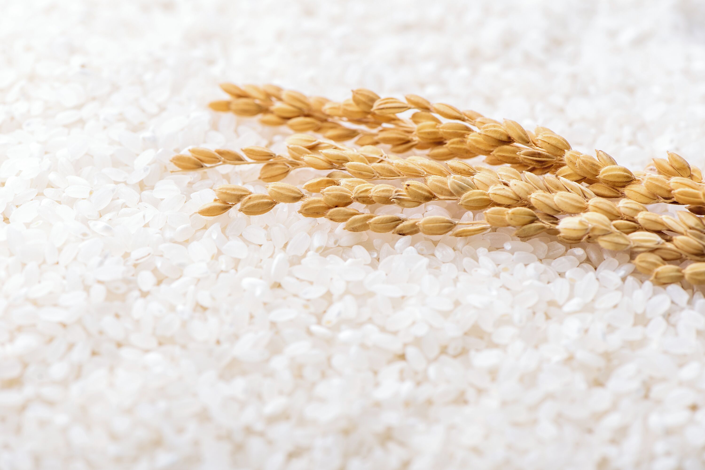 Un montón de granos de arroz blanco con algunas espigas de trigo encima.