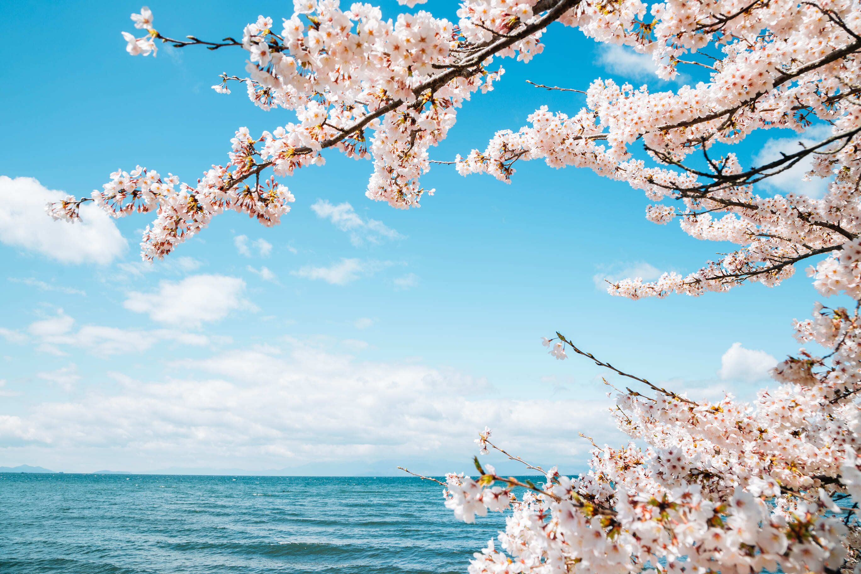 A coastal scene with cherry blossoms against a clear sky.
