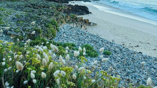 A coastal landscape with a rocky beach, vegetation, and a clear sky. - Contemporary haven on the Breton coast (Plouhinec)