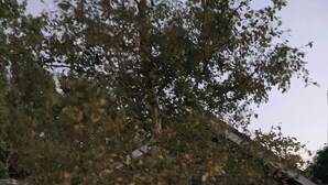 Ein Baum mit Lichterketten, ein Holzzaun und ein Gebäude im Hintergrund.