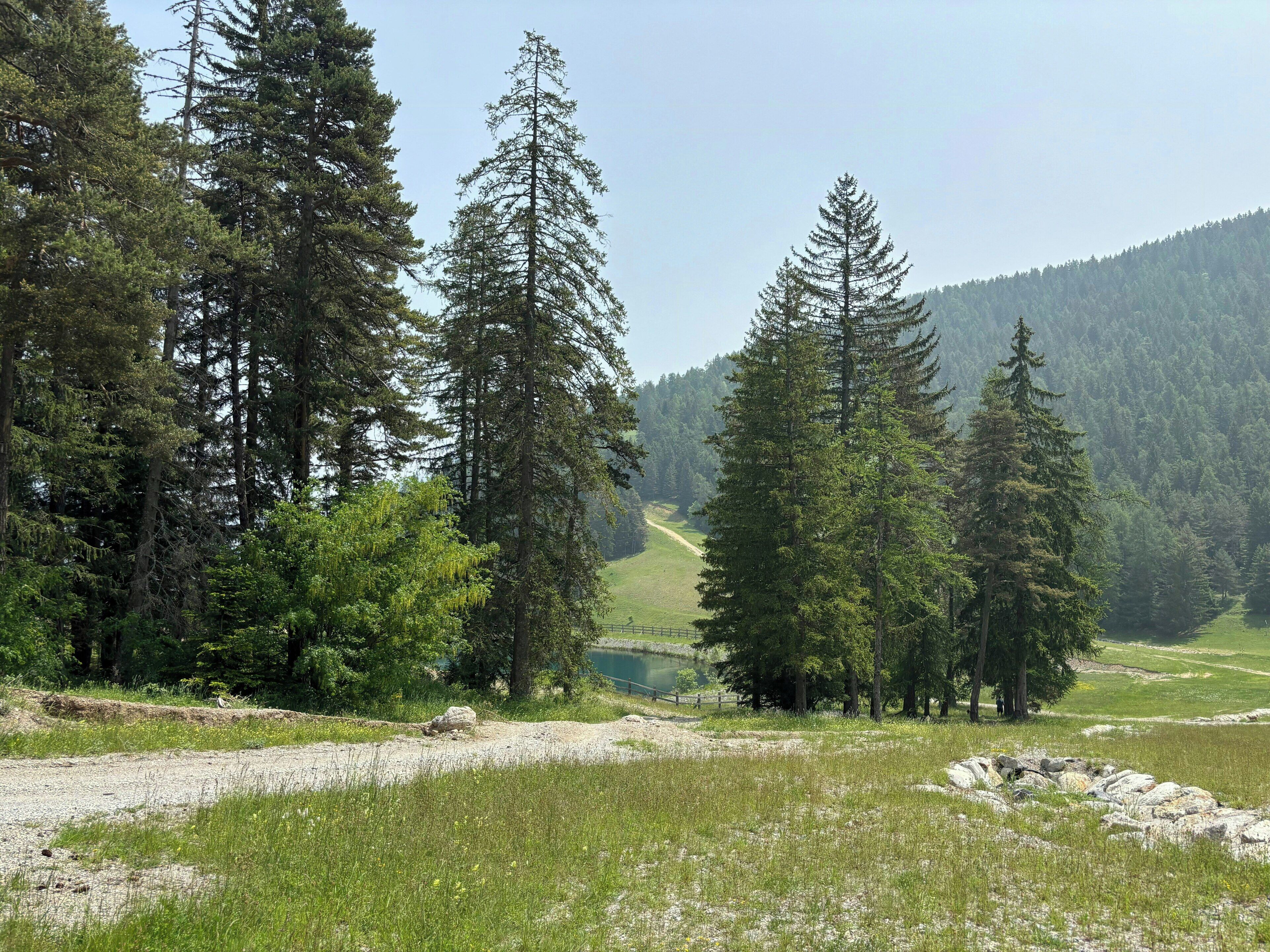 A natural landscape with tall trees, a gravel path, and a grassy area.