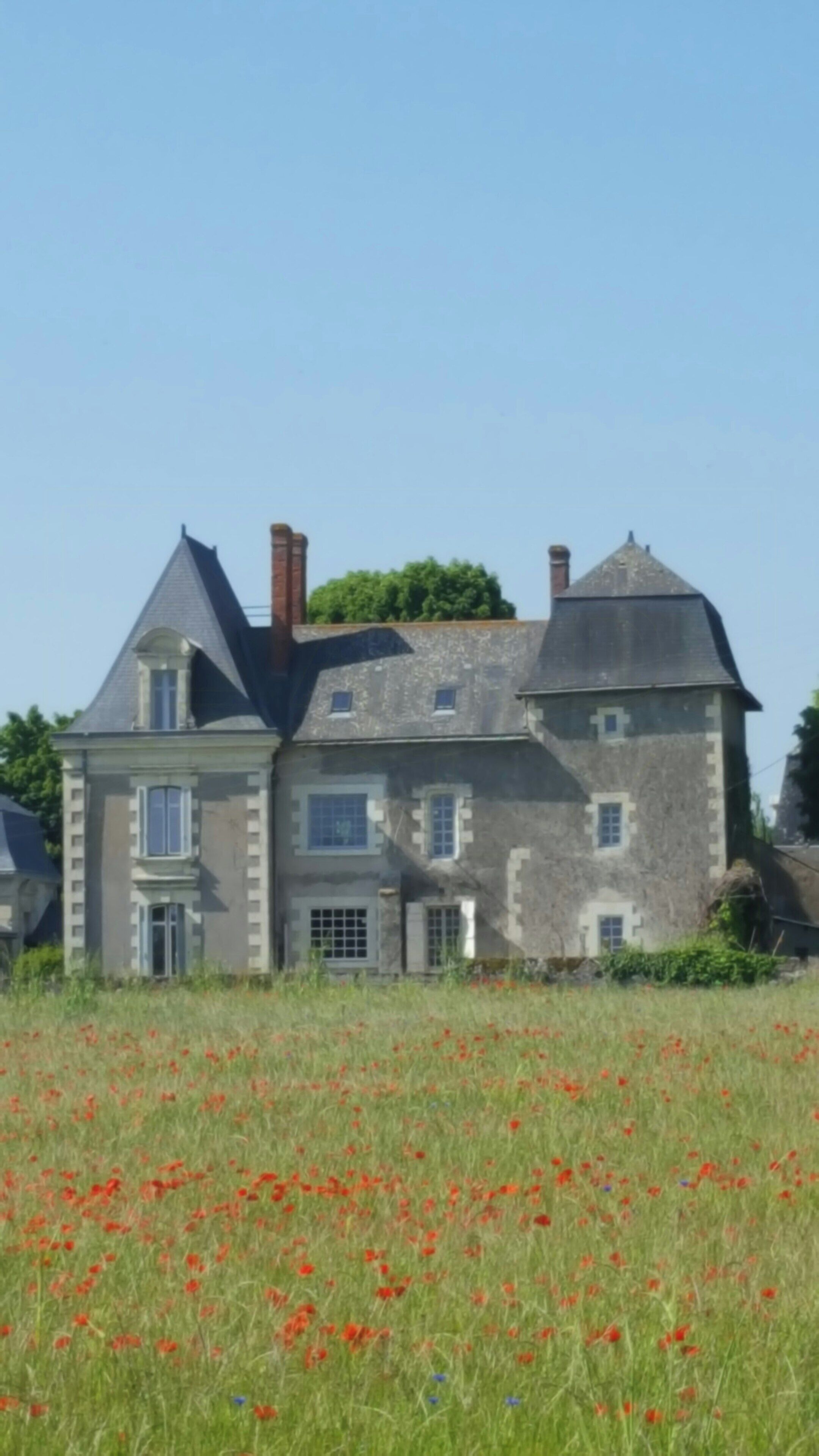 A large, historic stone building with multiple chimneys, a prominent central tower, and a surrounding field of red poppies.