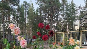 Un jardín con diversas flores y una cerca de madera al fondo.