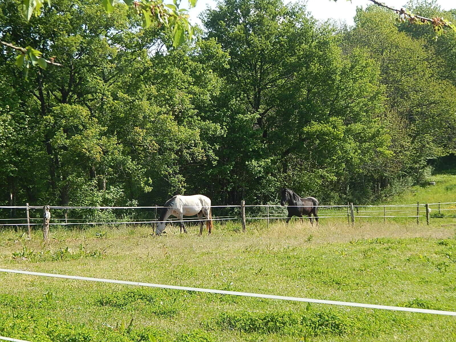 A fenced pasture with two horses grazing, surrounded by lush green trees.