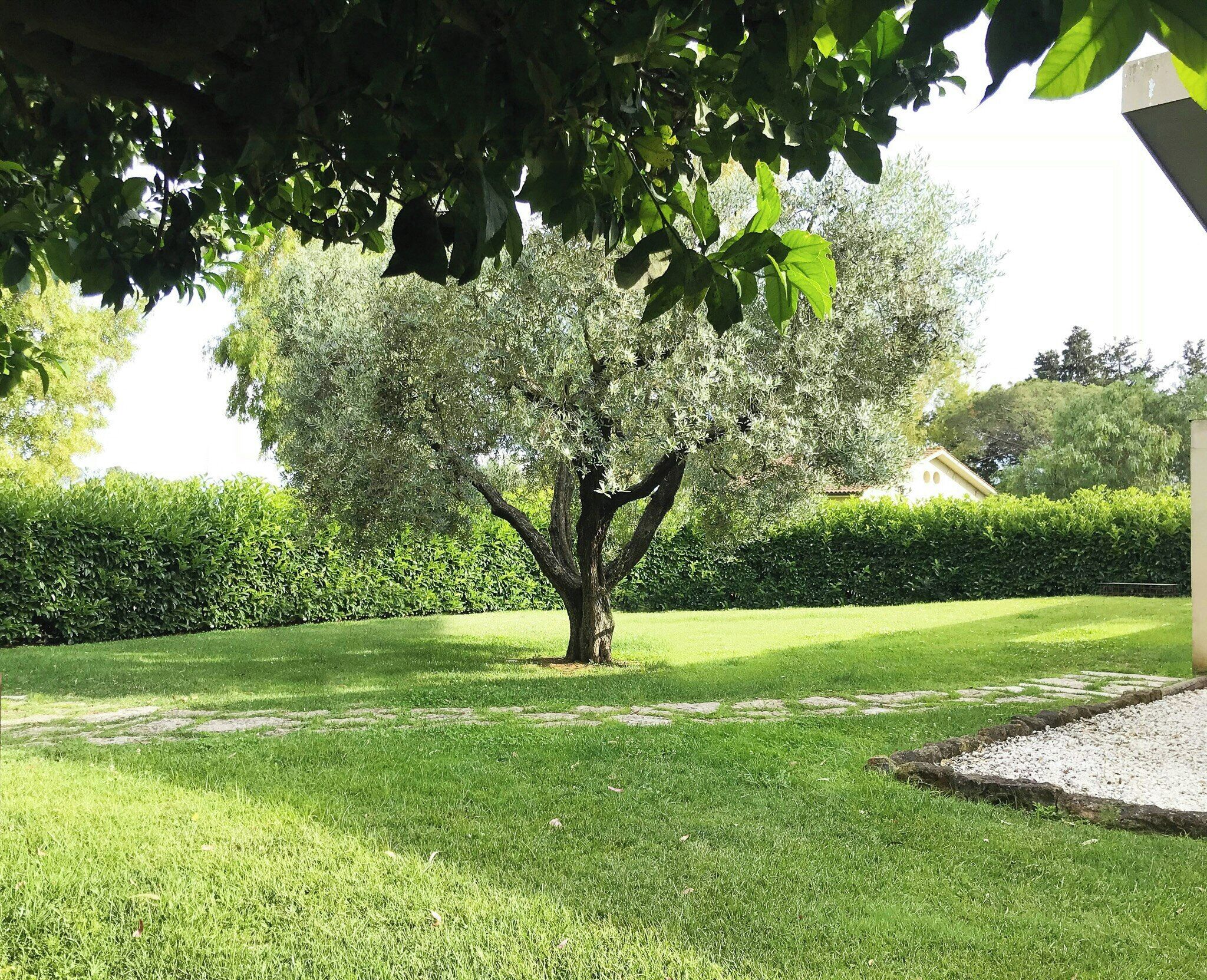 A tree in a well-maintained grassy area with a hedge in the background.