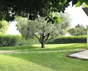 A tree in a well-maintained grassy area with a hedge in the background.