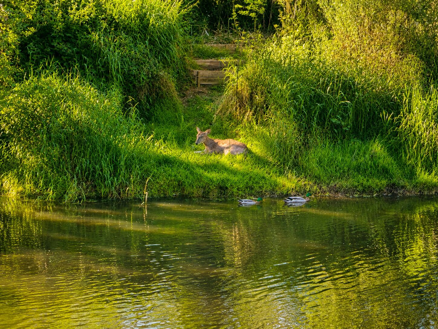 A natural landscape with a body of water, dense greenery, and a wooden structure in the background.
