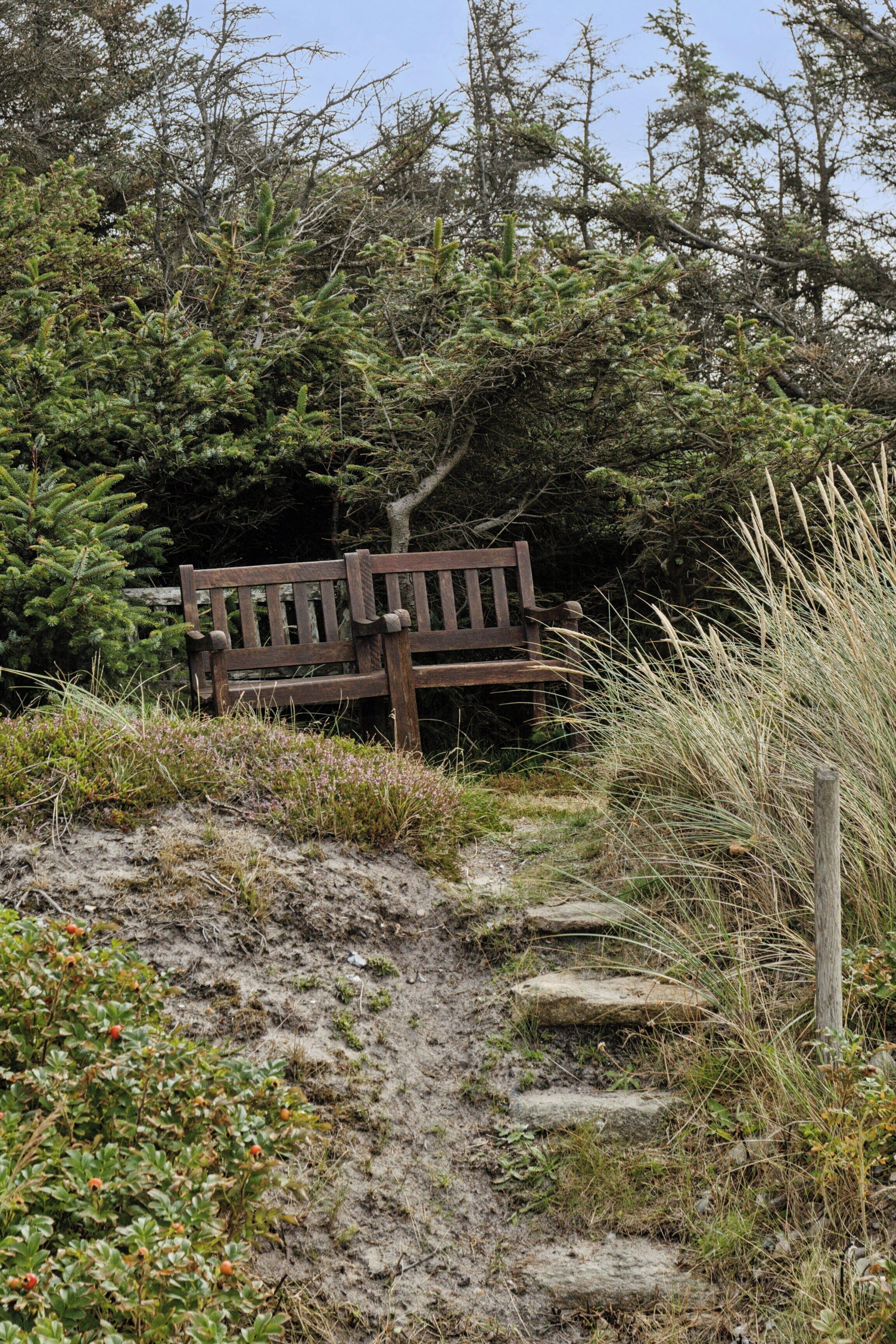 A bench in a natural setting with trees and vegetation around.