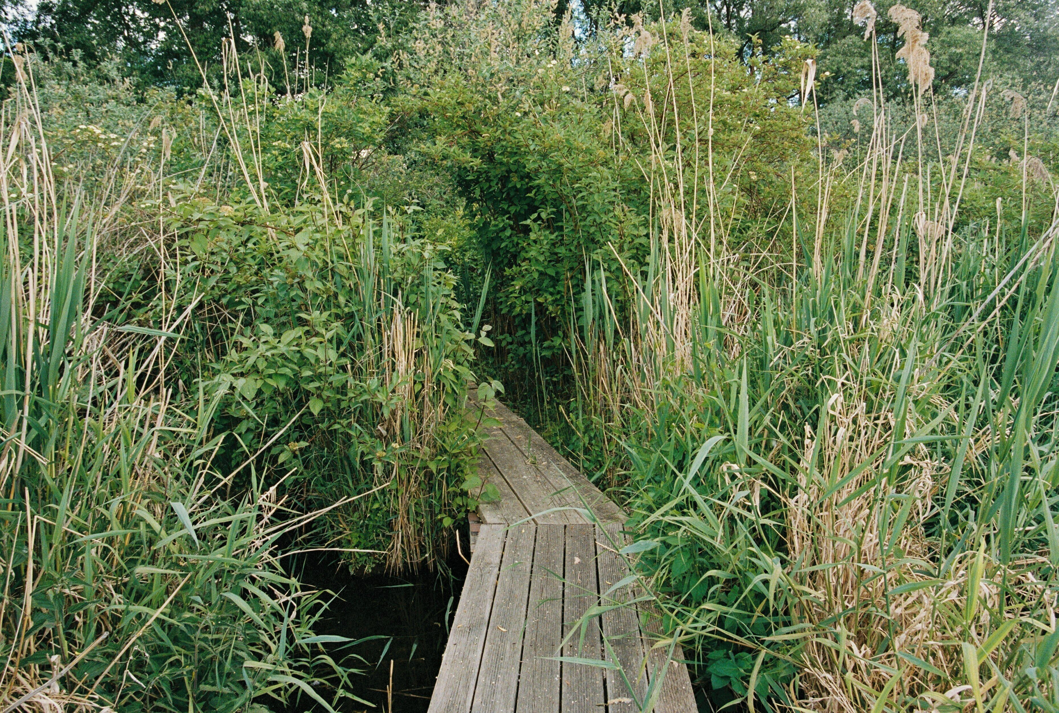 A narrow wooden pathway surrounded by tall grasses and dense foliage.