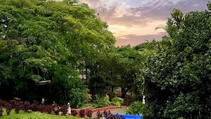 A garden with a terracotta pot filled with pink flowers and a blue tarp in the background.