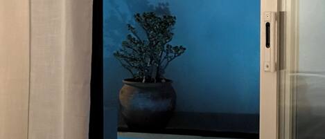 A television screen displaying a potted plant, a window with curtains, and a glimpse of a night sky.