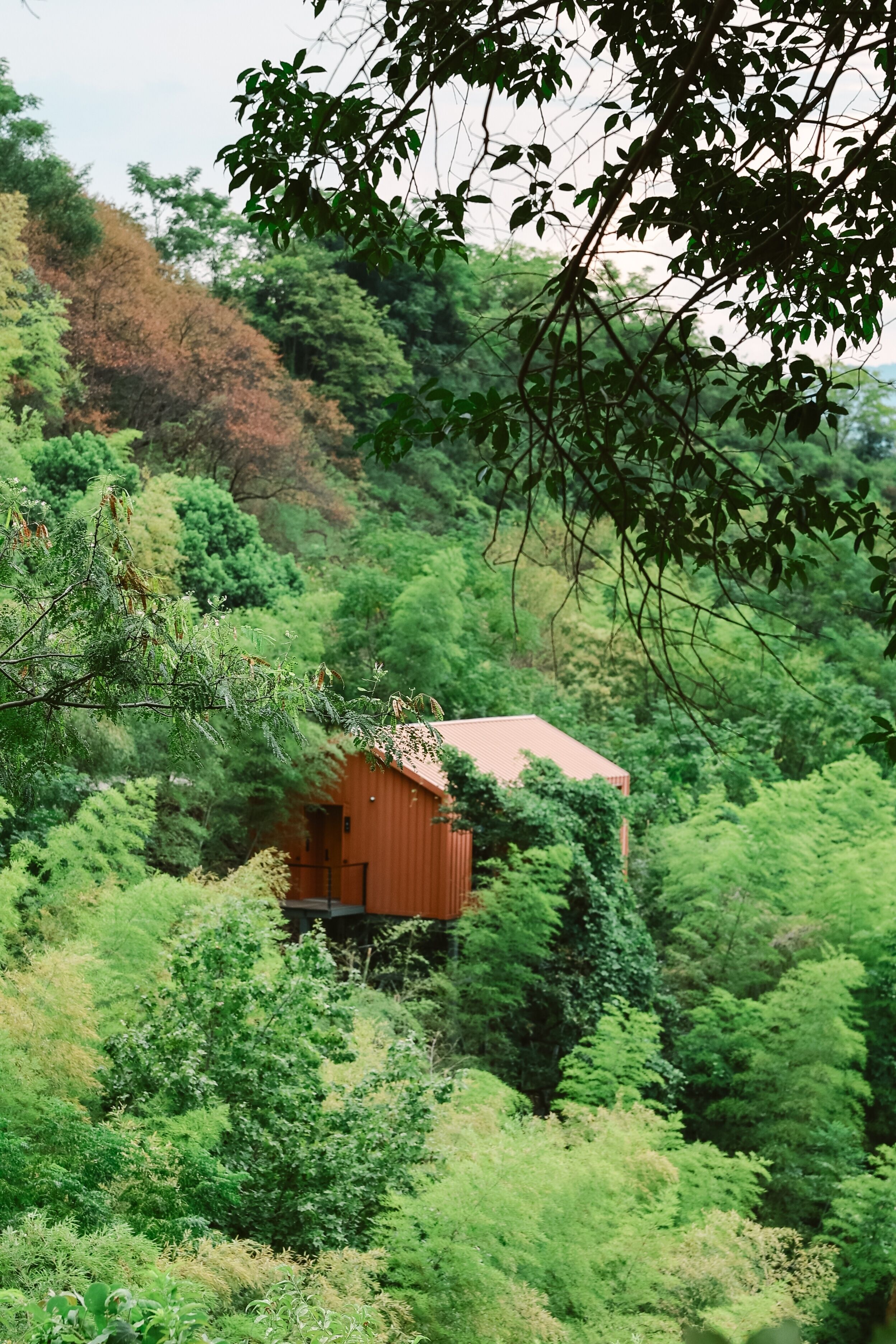 Uma cabana de madeira aninhada em meio a folhagem verde exuberante numa encosta.